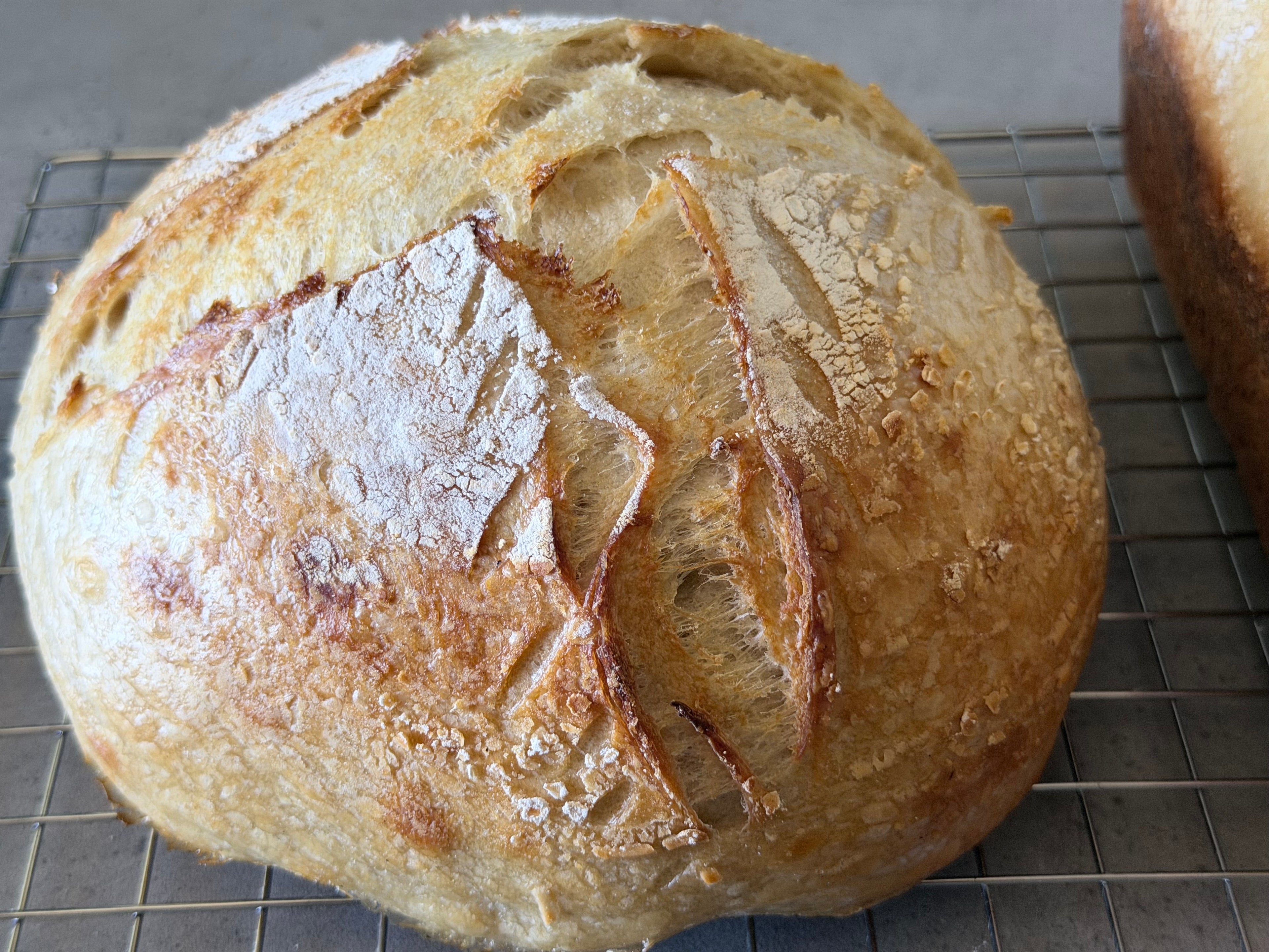Classic Sourdough Boules