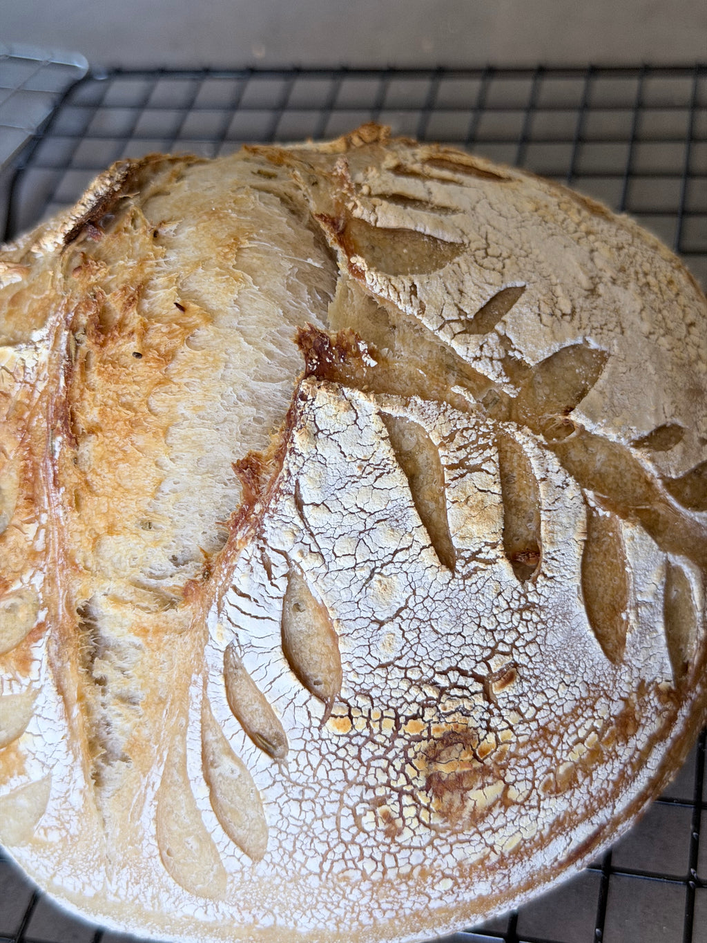 Classic Sourdough Boules